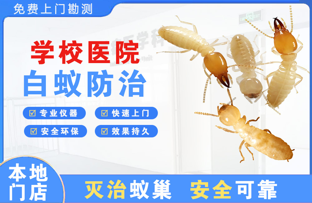 江北学校医院白蚁防治
